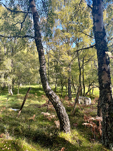 Scottish Highlands Autumnal Birch Forest